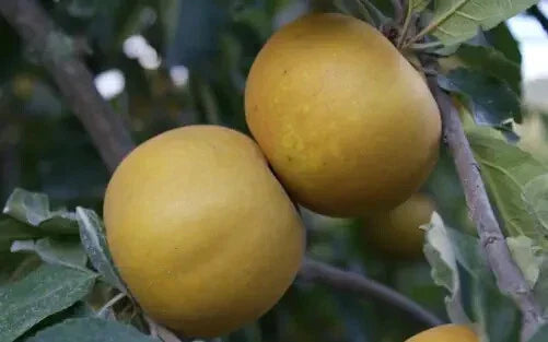25+ Saint Edmund's Pippin Apple Seeds | Heirloom Malus domestica for Home Garden Planting