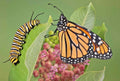 Common Milkweed Seeds - 51+ Pack - Native Wildflower for Container Garden - Asclepias Syriaca - Perennial Pollinator Plant