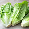 Little Gem Lettuce Seeds – Heirloom Non-GMO Organic Lactuca sativa Seed Packet for Small Space Gardening