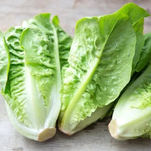 Little Gem Lettuce Seeds – Heirloom Non-GMO Organic Lactuca sativa Seed Packet for Small Space Gardening