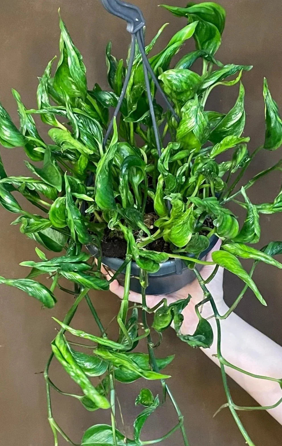 Pothos Cuttings - 3 Fresh Shangri La Epipremnum aureum Propagation Plant for Indoor Garden