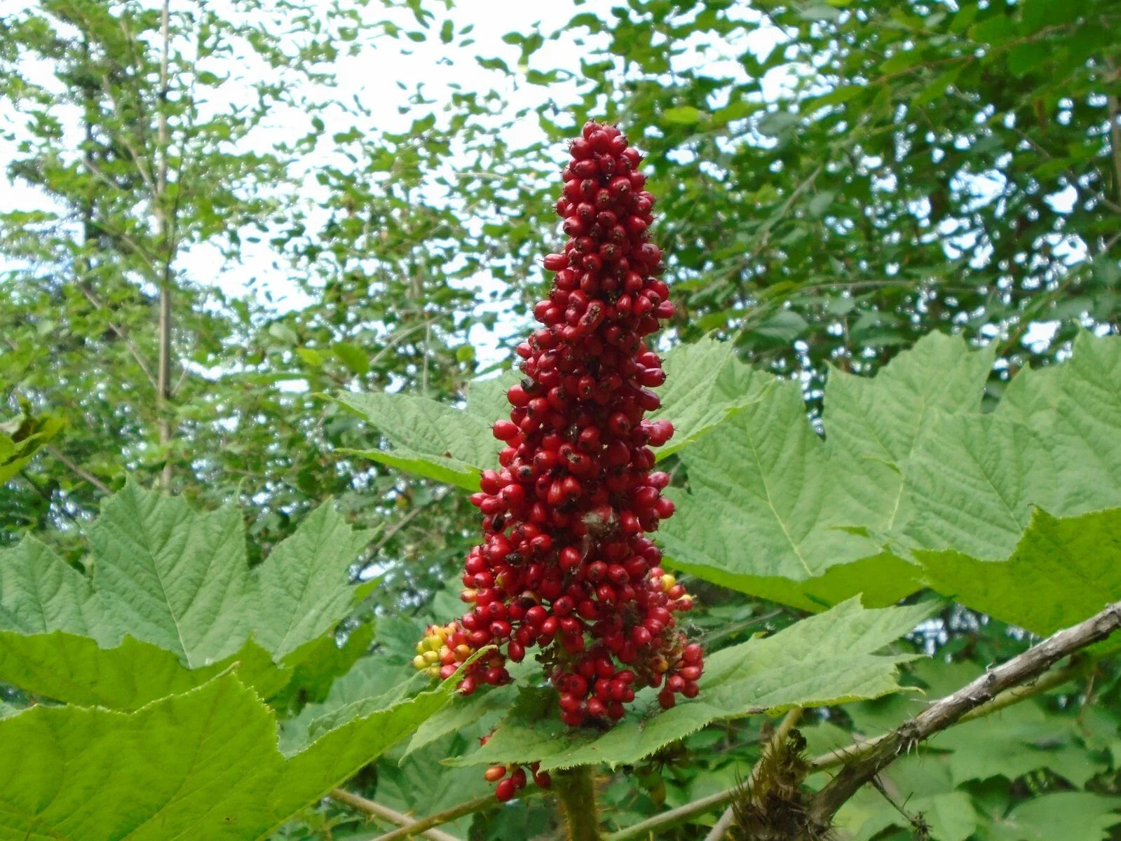 Devil's Club Live Root Section 6-inch Oplopanax horridus Wild Harvested Alaska Grown