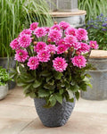 Dahlia Tubers - 3 Large Fanfare Melody Dahlia pinnata Flowering Bulbs for Garden Planting