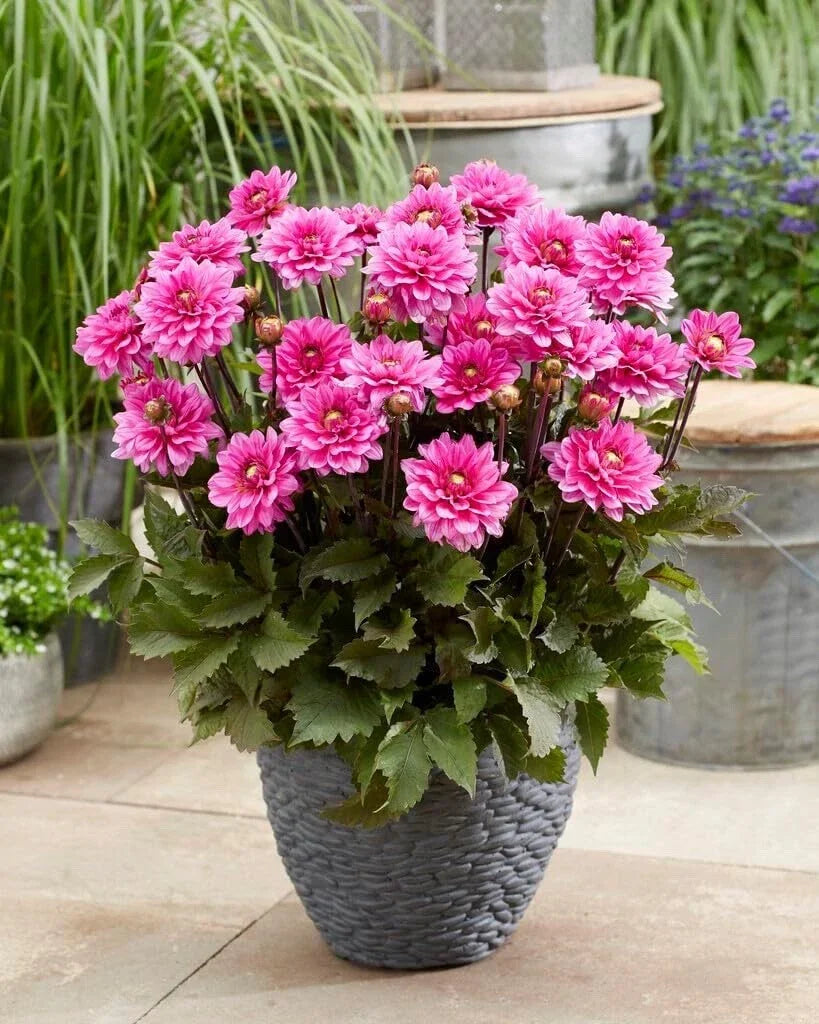 Dahlia Tubers - 3 Large Fanfare Melody Dahlia pinnata Flowering Bulbs for Garden Planting