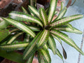 Neoregelia Palmares Bromeliad Plant - Small Tropical Indoor Houseplant with Colorful Foliage