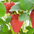Rutgers D'light Strawberry Roots – Ever-Bearing Bare Root Plants | Fragaria × ananassa