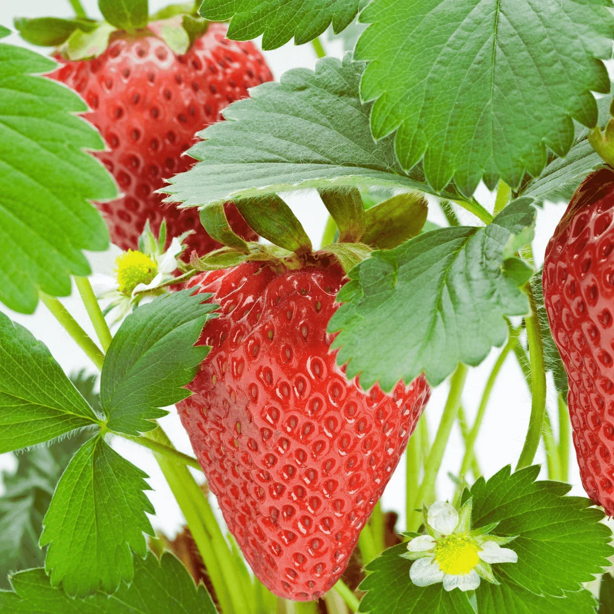 Rutgers D'light Strawberry Roots – Ever-Bearing Bare Root Plants | Fragaria × ananassa
