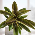 Cordyline Fruticosa Compacta Live Rooted Starter Plant – Indoor Houseplant, Tropical Foliage, Easy Care, Bright Green, Compact Growth
