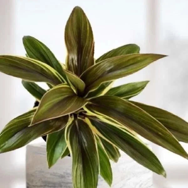 Cordyline Fruticosa Compacta Live Rooted Starter Plant – Indoor Houseplant, Tropical Foliage, Easy Care, Bright Green, Compact Growth