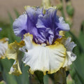 Iris Rhizome Easter Charm - German Bearded Iris Perennial Flowering Plant with Purple & Yellow Blooms
