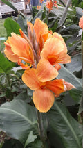 Canna Lily Bulbs 2 Count Sunrise Variety Canna indica Tropical Flower Bulbs for Garden, Border, Container