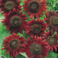 Sunflower Seeds - Velvet Queen Variety - Deep Burgundy Blooms - Helianthus annuus - 25+ Fresh Seeds