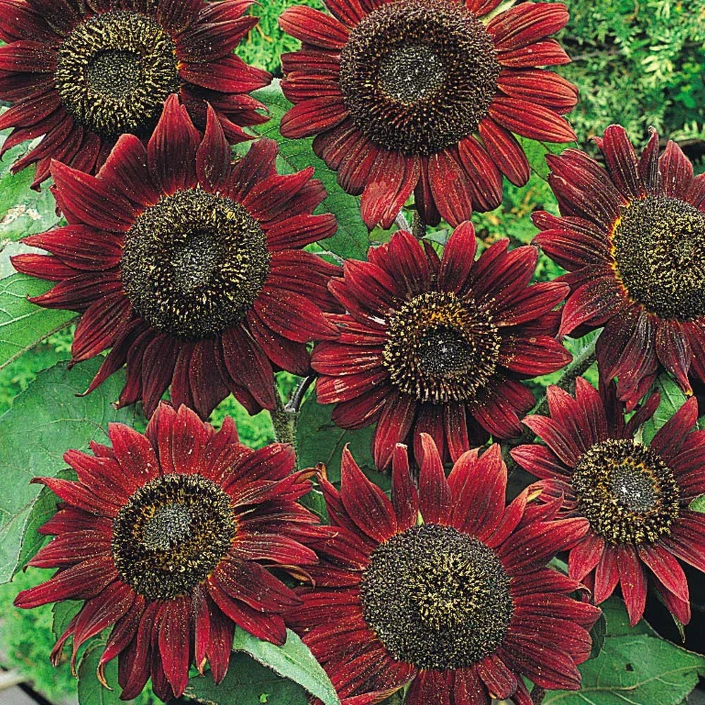 Sunflower Seeds - Velvet Queen Variety - Deep Burgundy Blooms - Helianthus annuus - 25+ Fresh Seeds