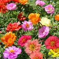 Double Mix Moss Rose Succulent Seeds, Portulaca grandiflora, Colorful Flowering Seeds for Garden, Pots & Hanging Baskets