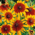Gloriosa Rudbeckia Seeds Pack – 200+ Yellow Flower Seeds for Garden Planting – Rudbeckia hirta Perennial Seeds