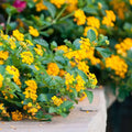 Lantana Plant Plug, Chapel Hill Gold, Hardy Flowering Shrub, Lantana camara, Easy to Grow, Butterfly Attracting