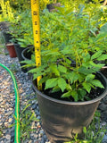 Live Sichuan Pepper Tree Seedlings Lot of 2 - Zanthoxylum simulans Culinary Herb, Spice Plant, Flowering Shrub