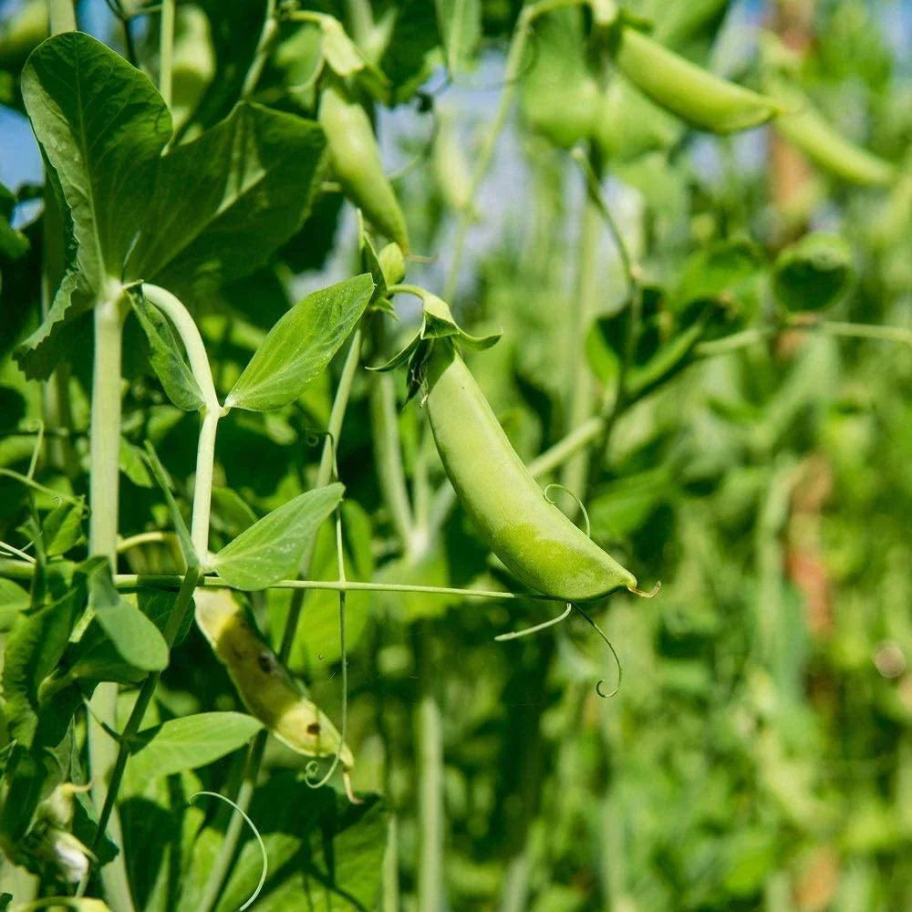 Dundale Pea Seeds - Heirloom Non-GMO Pisum sativum - 50+ Seeds for Delicious, Sweet Peas