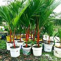 Red Sealing Wax Tree Seeds, Lipstick Palm Cyrtostachys Renda, Exotic Indoor Plant Seeds, Rare Tropical Seeds, Clumping Growth