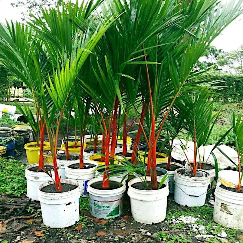 Red Sealing Wax Tree Seeds, Lipstick Palm Cyrtostachys Renda, Exotic Indoor Plant Seeds, Rare Tropical Seeds, Clumping Growth