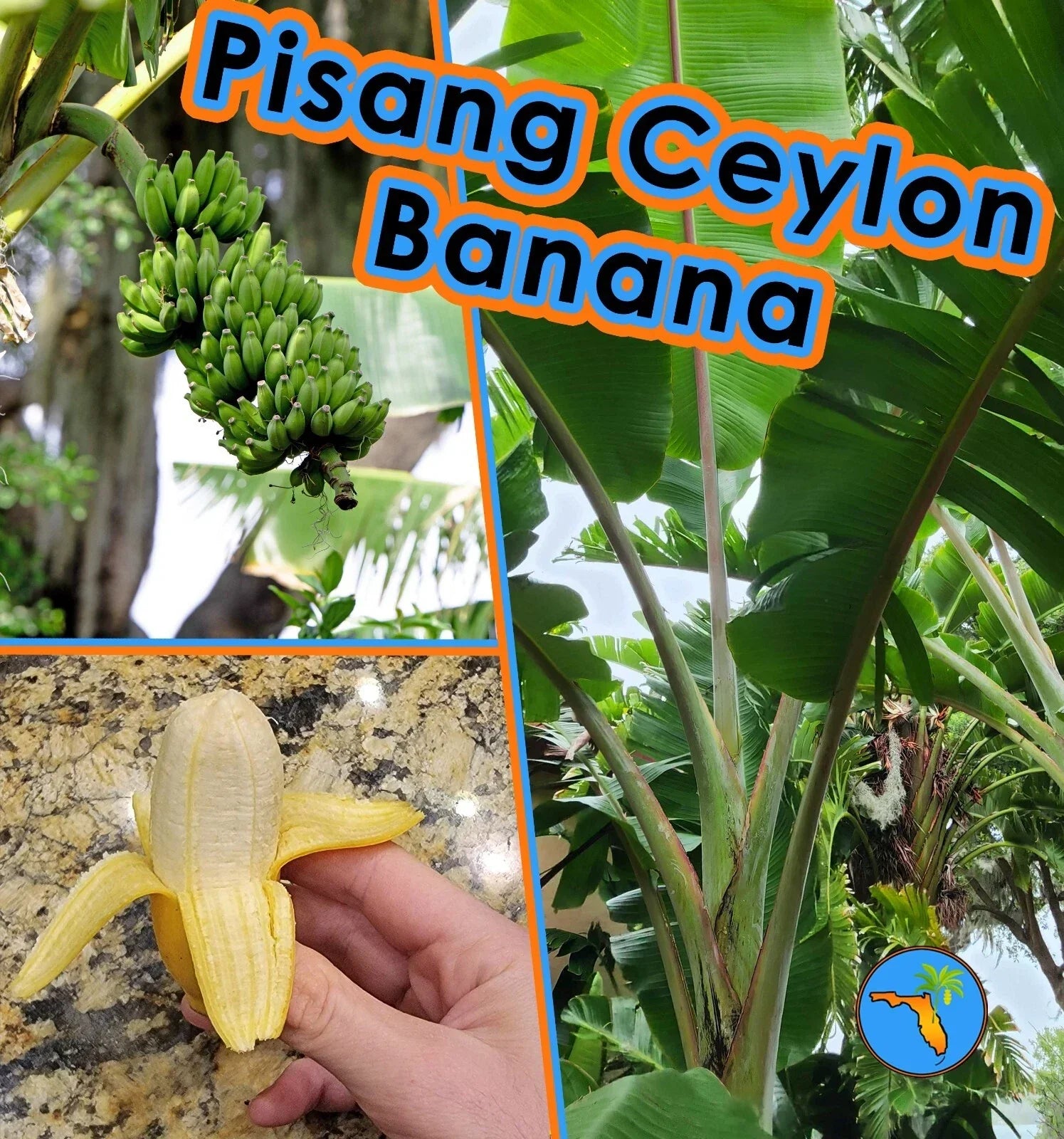 Pisang Ceylon Banana Plant Seeds – Improved Mysore Variety – Berry-Flavored Tropical Fruit – Musa acuminata