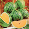 Queen Watermelon Seeds - 50+ Pack, Citrullus lanatus, Vining, Sweet Juicy Fruit, USA Grown, Garden Planting, Free Shipping