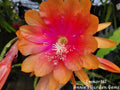 Epiphyllum Cuttings 8-10 Inches Long - Immortal Variety Unrooted Epiphyllum Oxypetalum