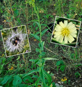 Wild Canada Lettuce Seeds – 50+ Premium Lactuca canadensis for Medicinal Herb Gardens, Edible Leaves, Perennial, Partial Sun