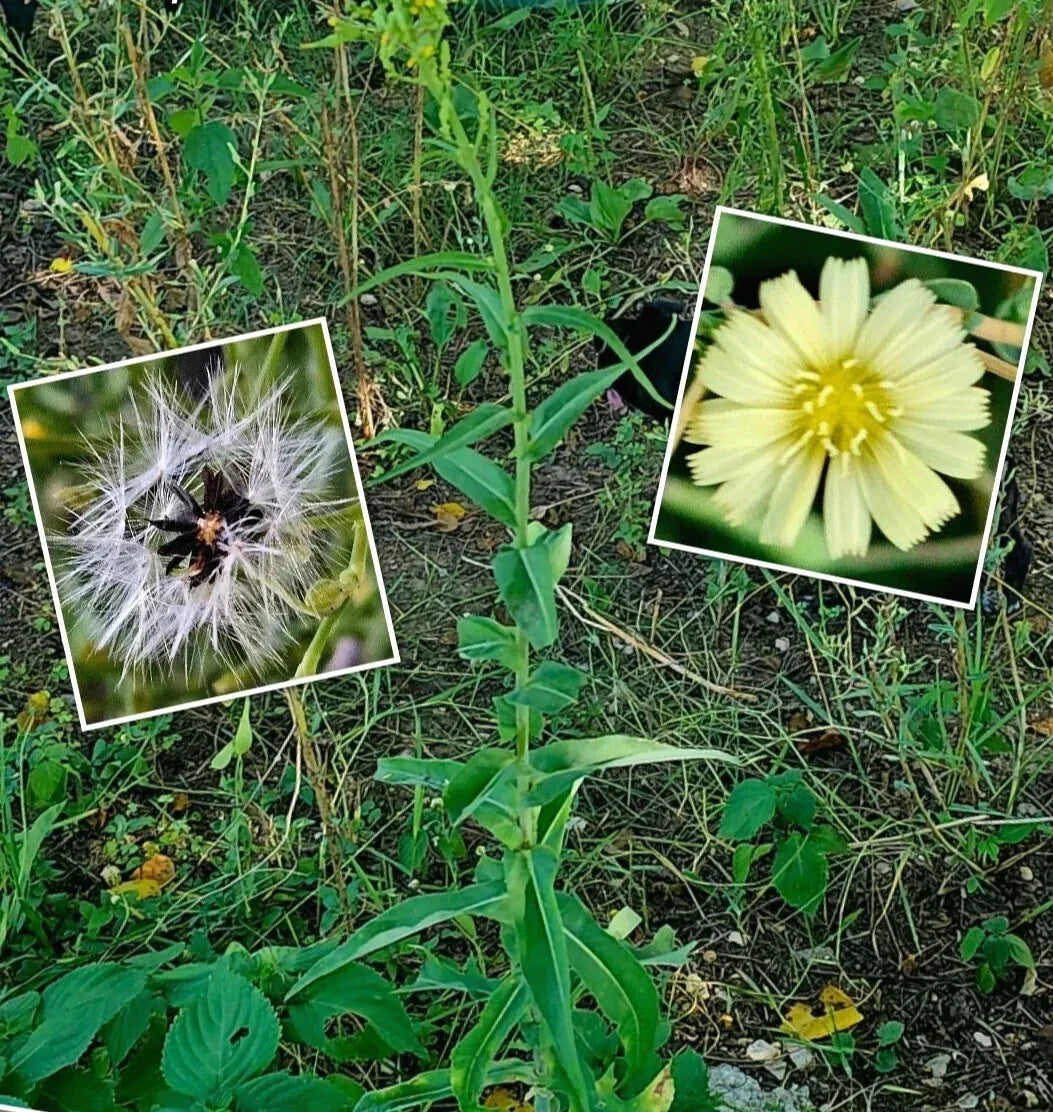 Wild Canada Lettuce Seeds – 50+ Premium Lactuca canadensis for Medicinal Herb Gardens, Edible Leaves, Perennial, Partial Sun