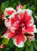 Azalea Starter Plant - Mardi Gras Red & White Bi-Color Rhododendron