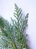 Unrooted Leyland Cypress Cuttings - 75 Fresh Cuttings for Planting (Cupressocyparis leylandii)