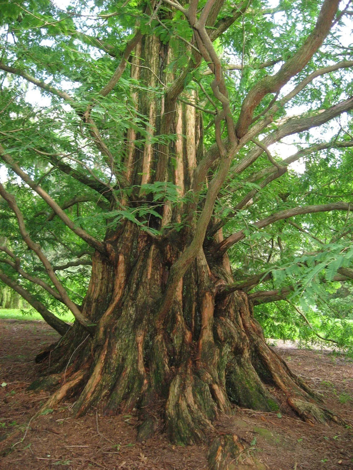 Dawn Redwood Seeds - 50 Pack Metasequoia glyptostroboides Fast-Growing Conifer for Landscaping & Gardens