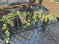Hoya Burtoniae Bare Root Cutting - Trailing Wax Plant with Glossy Foliage - Hoya burtoniae