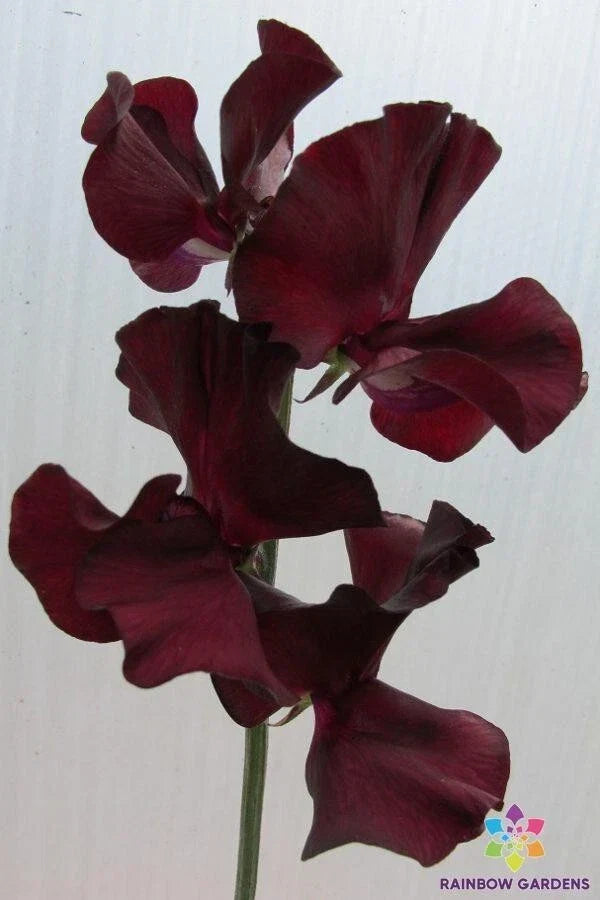 Windsor Sweet Pea Seeds 50 Pack, Fragrant Annual Climbing Vine, Lathyrus odoratus, Garden Planting, USA Grown