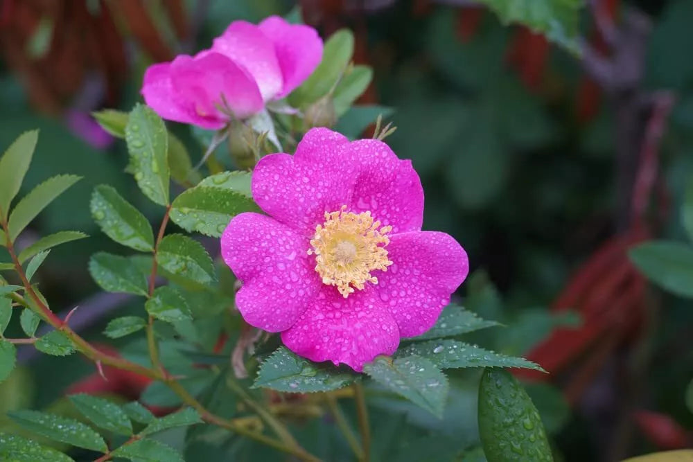 Wild Rose Seeds for Planting - Rosa woodsii - Perennial Bush with Pink Flowers - 30 Seeds