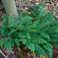 Christmas Fern Roots - 5 Bare Roots Polystichum acrostichoides Evergreen Fern for Shade Gardens and Landscapes