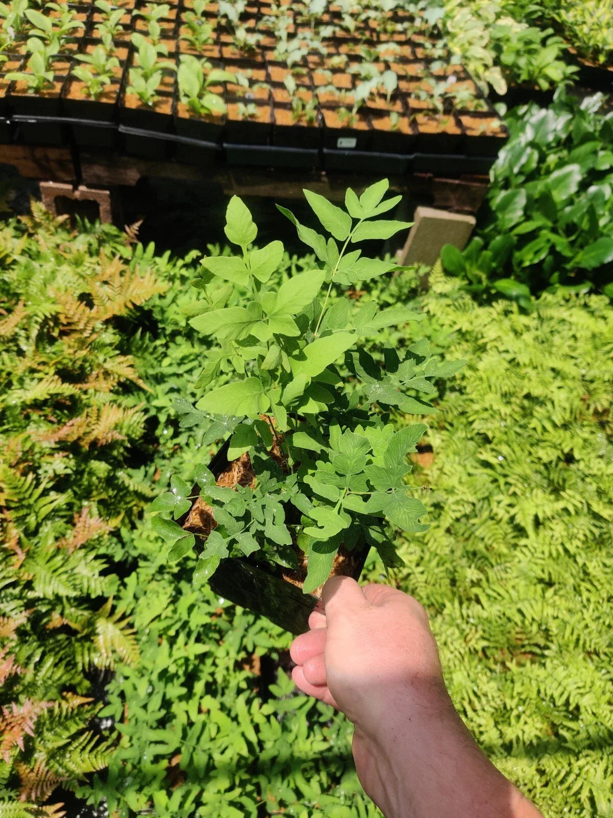 Royal Fern Plant 5.25" Pot Osmunda regalis Well-Rooted Perennial Fern for Shade and Moist Wood