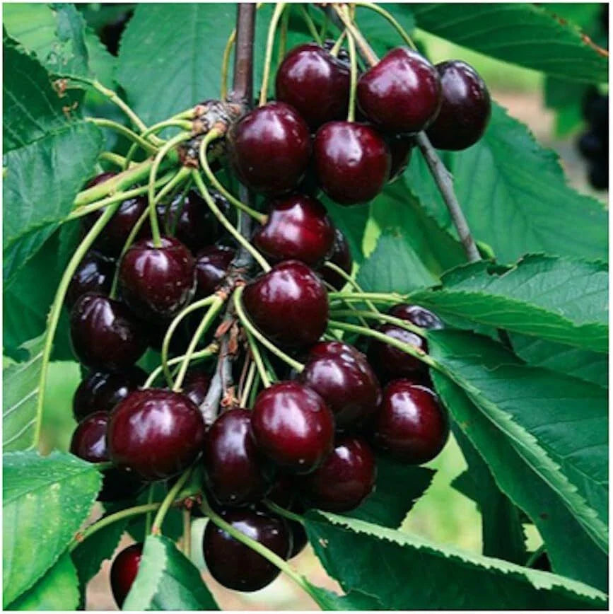 Black Rainier Cherry Seeds | 10+ Edible Fruit | Prunus avium | Native Deciduous Fruit Tree for Garden or Orchard