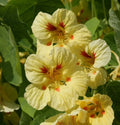 Nasturtium Seeds - Peach Melba Dwarf, Edible, Non-GMO, 25 Seeds, Compact Perennial, Tropaeolum majus, Garden Flower