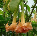 Angels Honeymoon Rose Angel Trumpet Seeds – Brugmansia Datura – Flowering Plant Seeds for Garden, Container, Landscape, 10 Pack