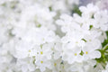 White Lilac Seeds for Planting | Fragrant Syringa vulgaris | Over 100 Seeds for Garden & Bonsai