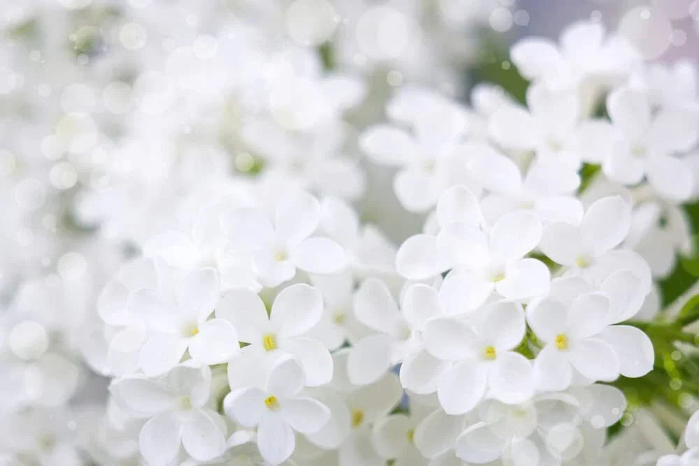 White Lilac Seeds for Planting | Fragrant Syringa vulgaris | Over 100 Seeds for Garden & Bonsai