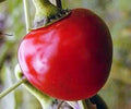 Large Hot Cherry Pepper Seeds, Heirloom, Non-GMO, Capsicum annuum, 500 Seeds for Salsas, Sauces, Pickling