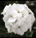 Geranium Live Plant 3-Inch Pot Patriot White Pelargonium × hortorum for Garden or Patio