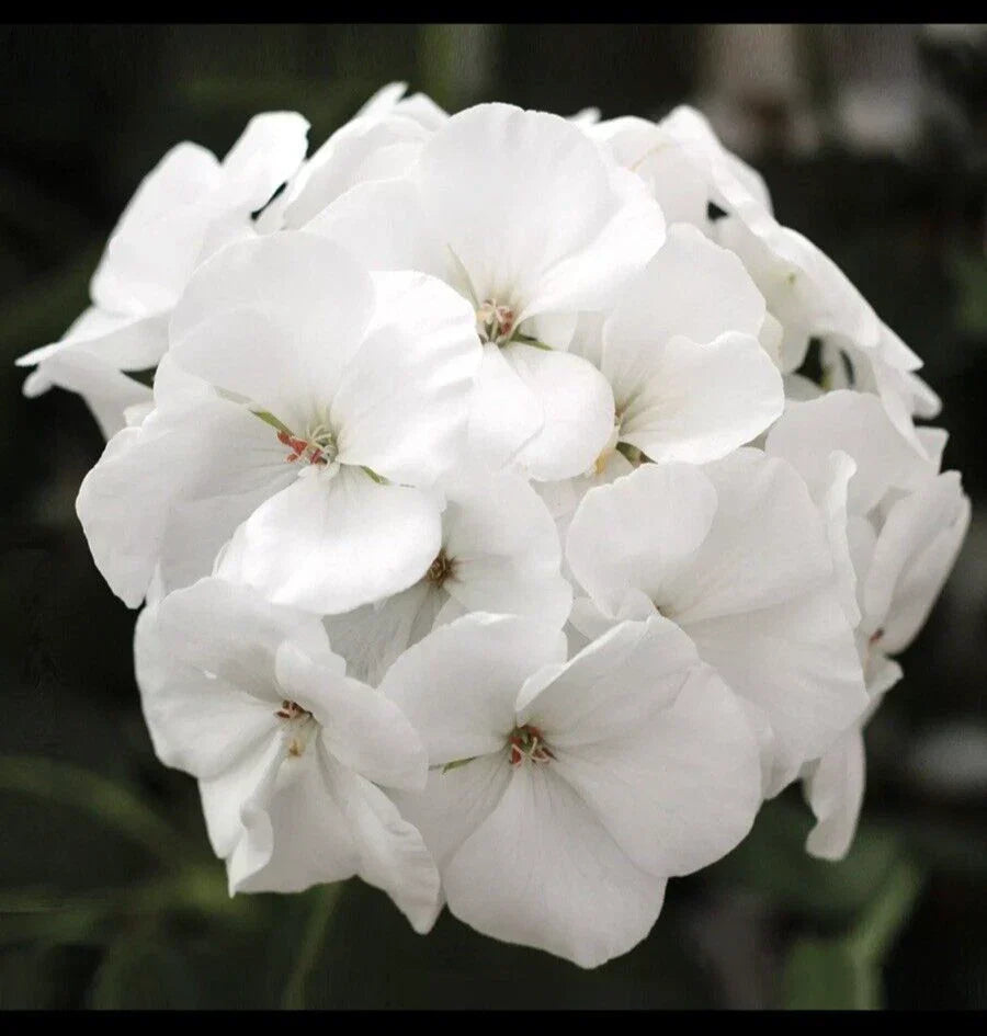 Geranium Live Plant 3-Inch Pot Patriot White Pelargonium × hortorum for Garden or Patio