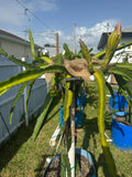 Florida Sugar Dragon Pitahaya Cutting 10+ Inches | Hylocereus undatus