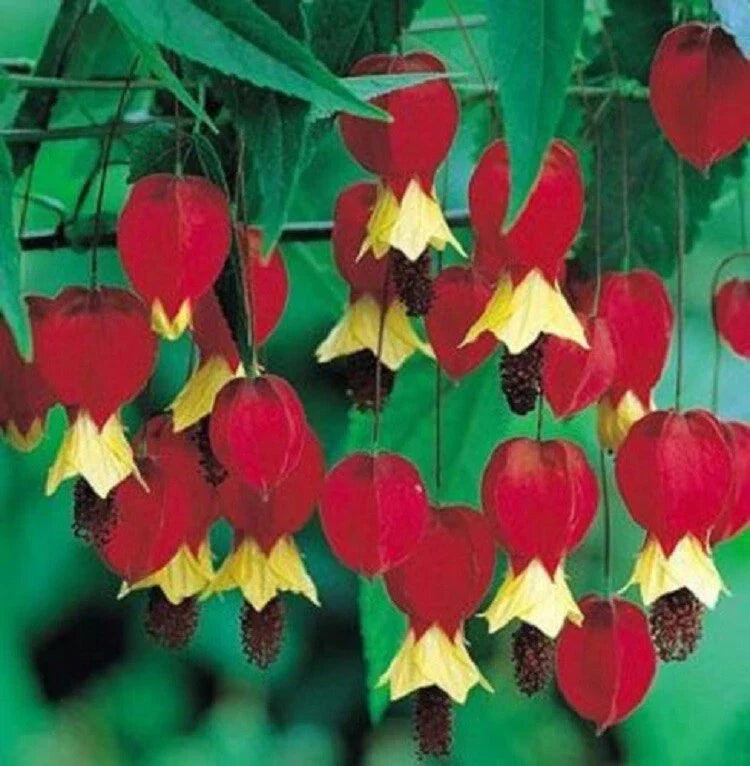 Bleeding Heart Seeds - Red Yellow Perennial Flower - Shade Tolerant - Lamprocapnos spectabilis - 25 Pack