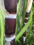 Live Organic Purple Sugarcane Plant Cuttings - 2 Saccharum officinarum