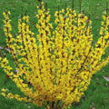Forsythia Rooted Cuttings - 5 Plants, Fast Growing, Bright Yellow Blooms, Forsythia suspensa