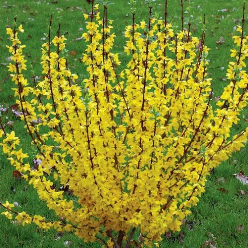 Forsythia Rooted Cuttings - 5 Plants, Fast Growing, Bright Yellow Blooms, Forsythia suspensa